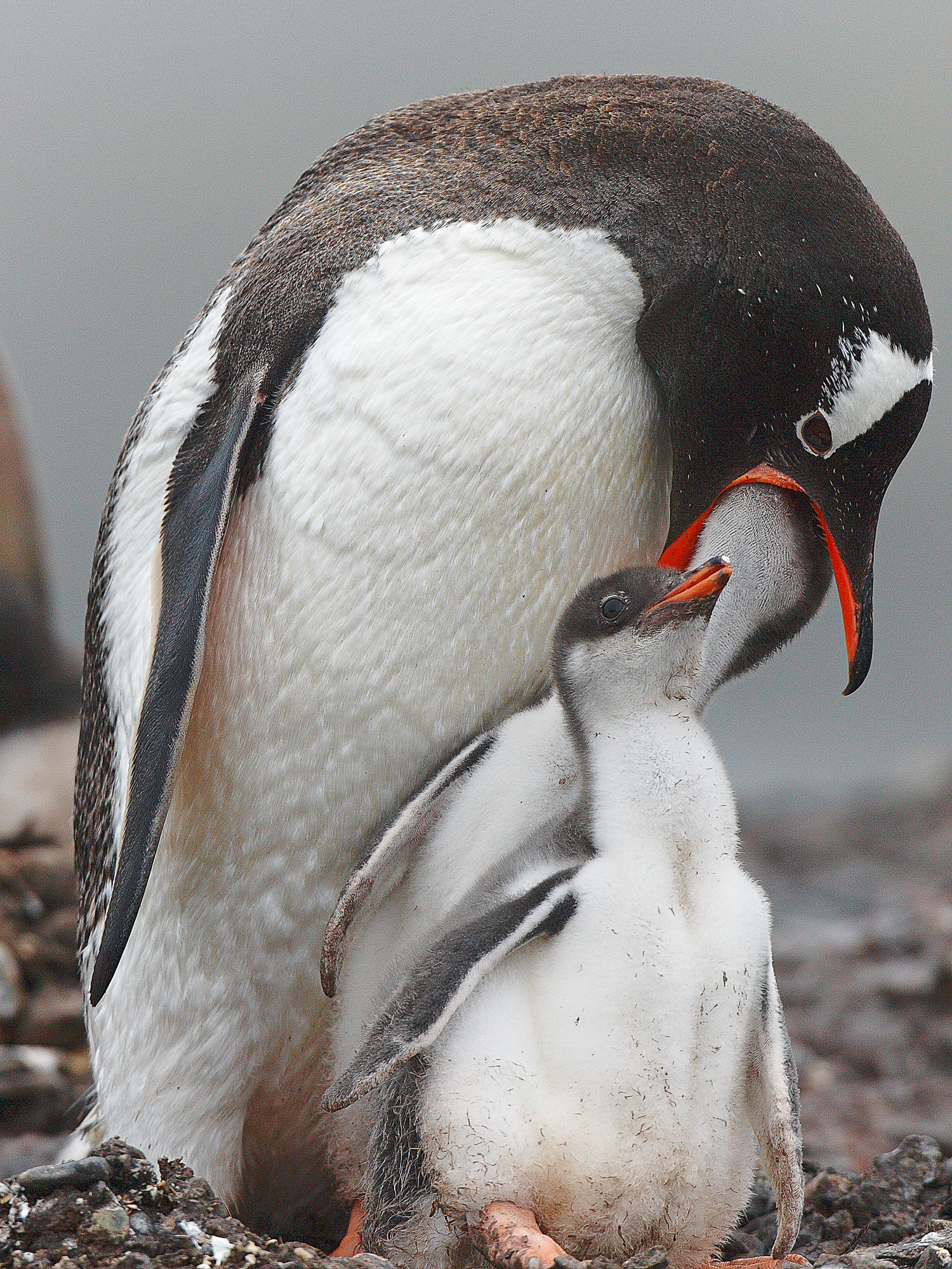 gentoo penguin with chicks